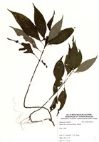 藏品(蛇根草)的圖片